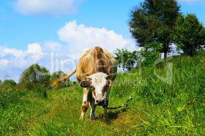 Grazing cow looking into the camera lens