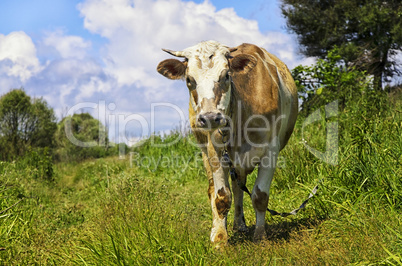 Grazing cow looking into the camera lens