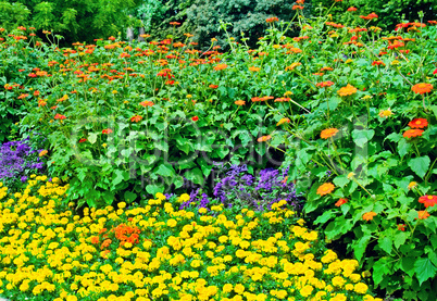 Beautiful flowerbed in summer park