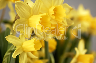 Yellow daffodils seen up close.