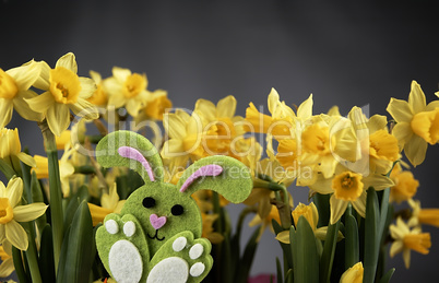 Easter bunny and yellow daffodils.