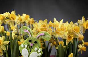 Easter bunny and yellow daffodils.