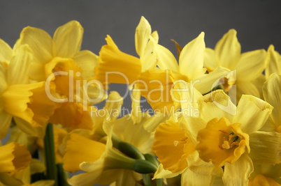 Yellow daffodils seen up close.