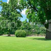 Beautiful meadow in the park