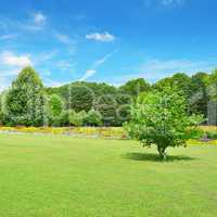 Beautiful meadow