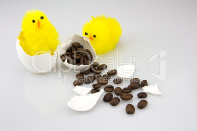 Küken in Eierschalen mit Kaffeebohnen, Überraschung aus dem Ei