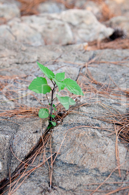 young green sprout