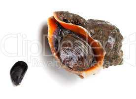 Veined rapa whelk and small mussel from Black Sea