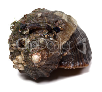 Veined rapa whelk isolated on white background