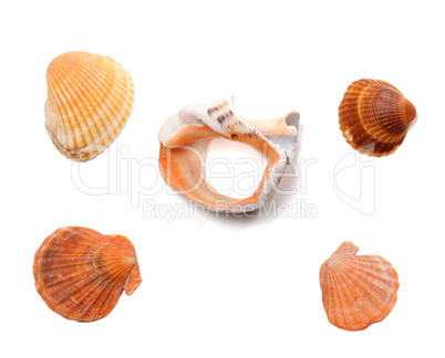 Broken rapana and seashells isolated on white background