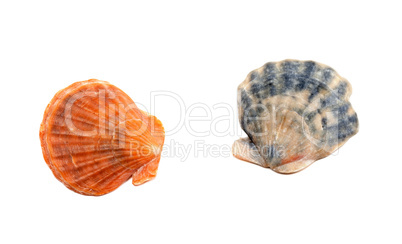 Two seashells