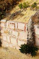 Retaining wall with an overhanging cactus