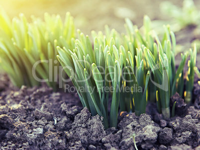 young green shoots in the backlit sunlight