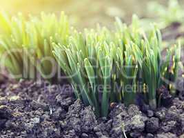 young green shoots in the backlit sunlight