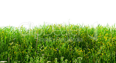 Annual herbs isolated on white background