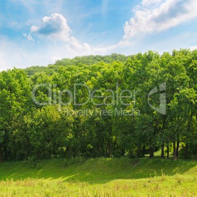 forest ,green meadow and blue sky