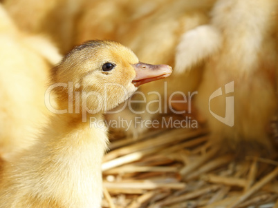 One funny yellow duckling