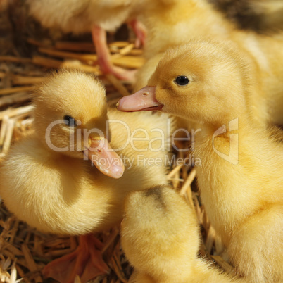 Small ducklings on the straw