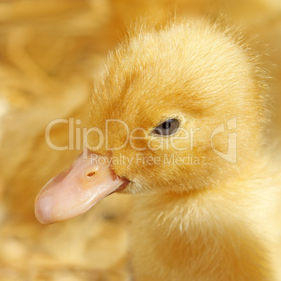 Funny small yellow duckling