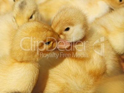 Two small ducklings in herds