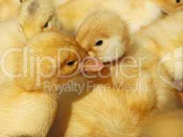 Two small ducklings in herds