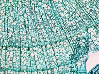 Tilia stem micrograph