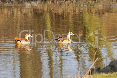 Nilgans