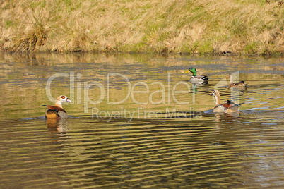 Nilgans