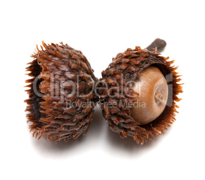 Acorn on white background. Close-up view.