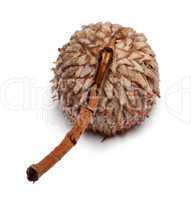 Acorn hat isolated on white background