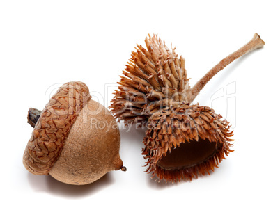 Acorns isolated on white background