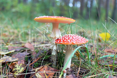 pair of red toadstools in the forest