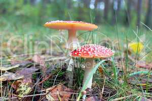 pair of red toadstools in the forest