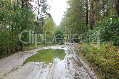 forest road with big pool after rain