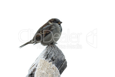 sparrow on the wood with hoarfrost
