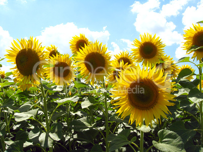 beautiful sunflowers