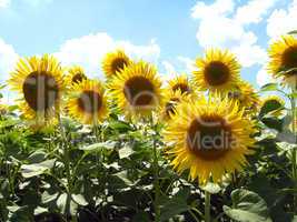 beautiful sunflowers