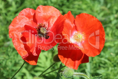 beautiful flowers of red poppy