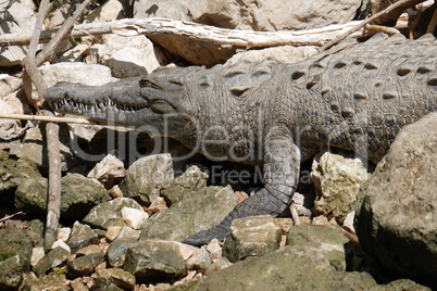 Krokodil im Sumidero Canyon