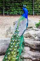 Pfau von hinten