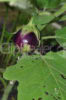 egg plant