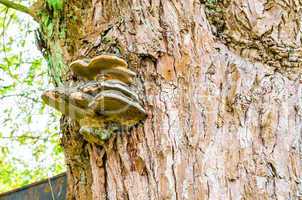 Zunderschwamm lat. Fomes fomentarius