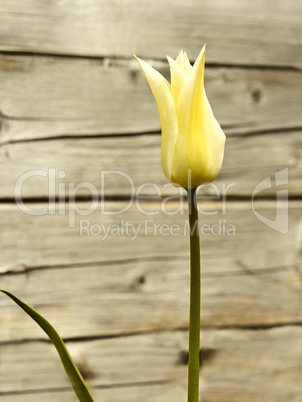 Blooming tulip against wooden logs