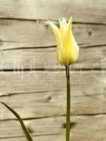 Blooming tulip against wooden logs