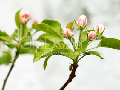 Pink and white apple tree buds
