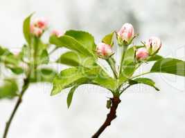 Pink and white apple tree buds