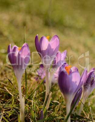 Crocus