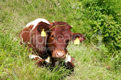 Cow Calf