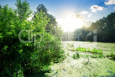 Algae in river