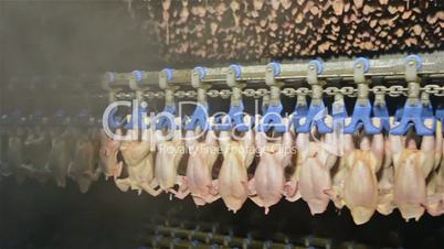 Chicken meat factory